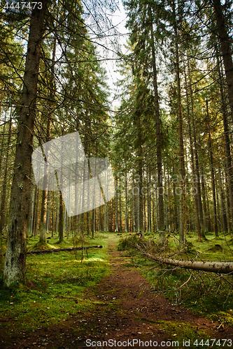 Image of Path through a pine forest