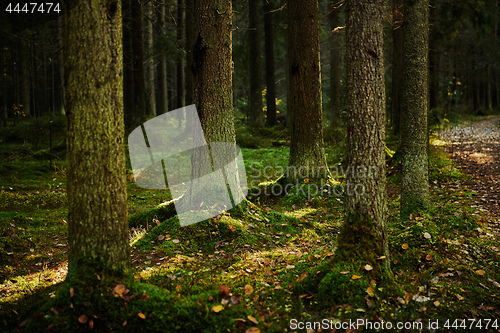 Image of Sunlight streaming through a pine forest