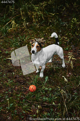 Image of Dog standing on path