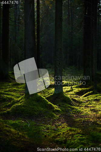 Image of Sunlight streaming through a pine forest