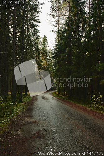 Image of Asphalt road going through dark conifer forest