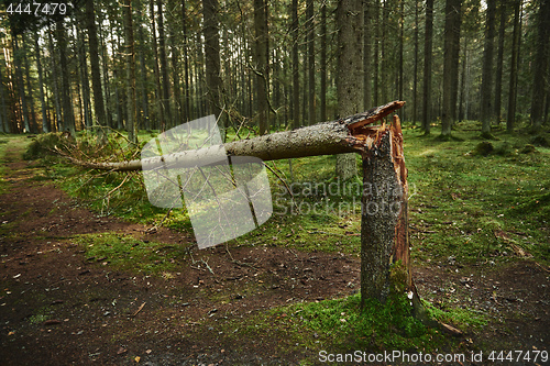 Image of Broken tree trunk in pine forest