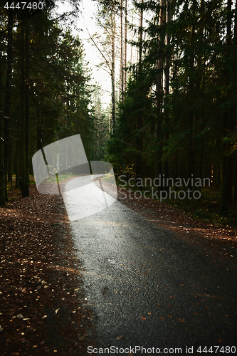 Image of Asphalt road going through dark conifer forest