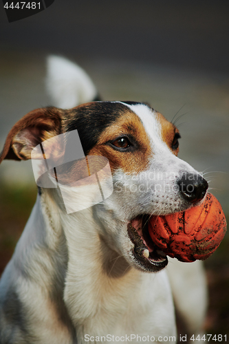 Image of Jack Russell with orange ball in his mouth