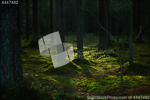 Image of Sunlight streaming through a pine forest