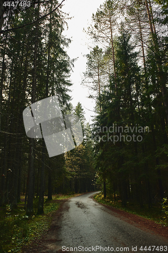 Image of Asphalt road going through dark conifer forest