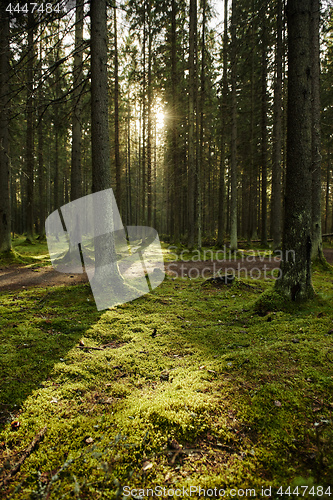 Image of Sunlight streaming through a pine forest
