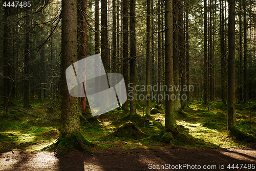 Image of Sunlight streaming through a pine forest