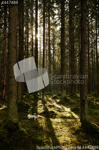 Image of Sunlight streaming through a pine forest