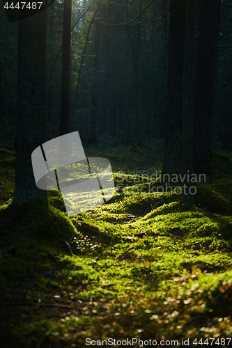 Image of Sunlight streaming through a pine forest