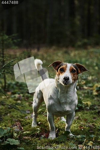 Image of Dog standing on path