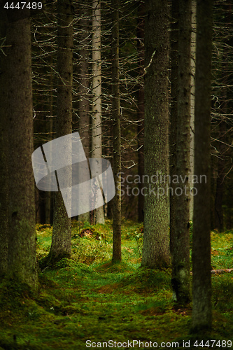 Image of Sunlight streaming through a pine forest