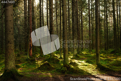 Image of Sunlight streaming through a pine forest