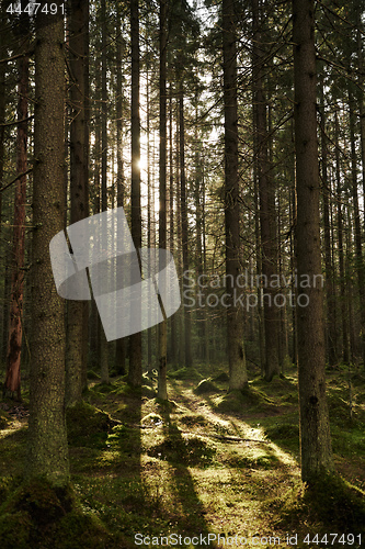 Image of Sunlight streaming through a pine forest