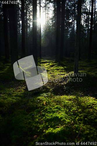 Image of Sunlight streaming through a pine forest