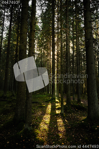 Image of Sunlight streaming through a pine forest