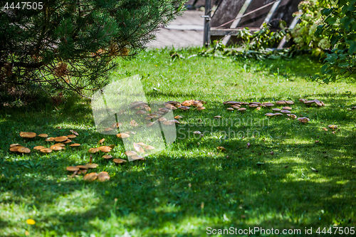 Image of Mushrooms in the grass