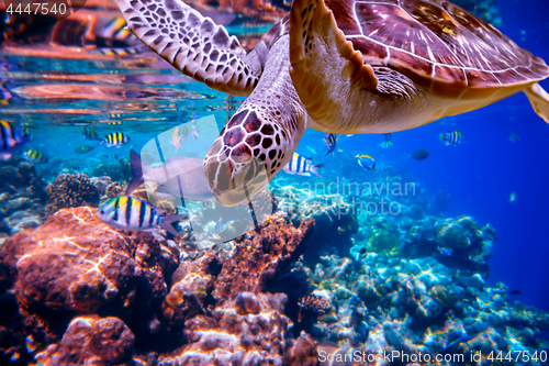 Image of Sea turtle swims under water on the background of coral reefs