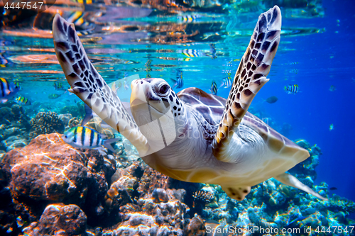 Image of Sea turtle swims under water on the background of coral reefs