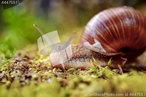 Image of Helix pomatia also Roman snail, Burgundy snail