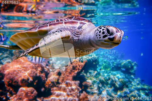 Image of Sea turtle swims under water on the background of coral reefs