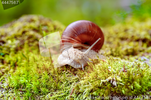 Image of Helix pomatia also Roman snail, Burgundy snail