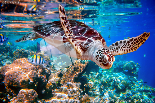 Image of Sea turtle swims under water on the background of coral reefs