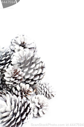 Image of White decorative pine cones.