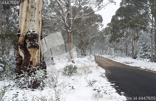 Image of Australian gum trees in the snow