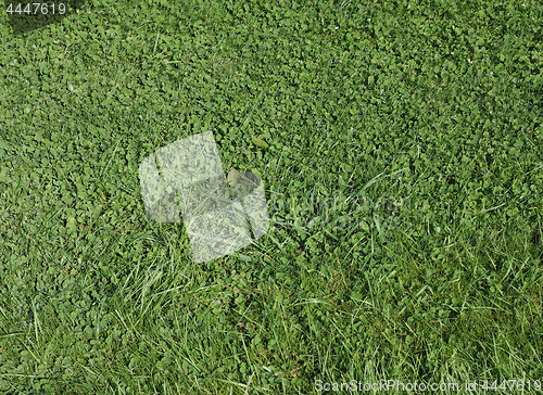 Image of Green grass texture background
