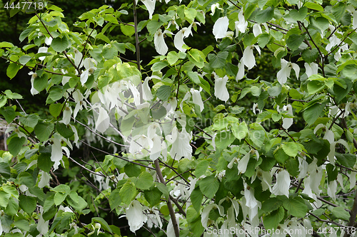 Image of Handkerchief tree