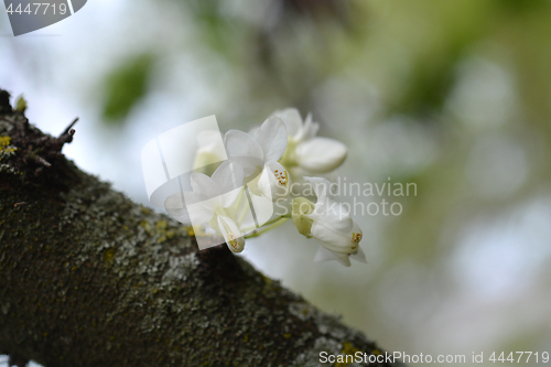 Image of Judas tree