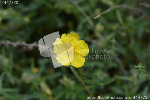 Image of Common rockrose