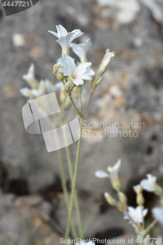 Image of Endemic white flower
