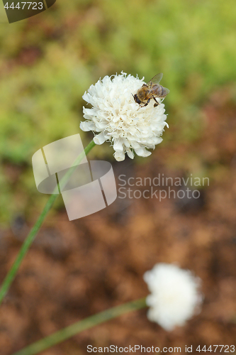 Image of Giant scabious