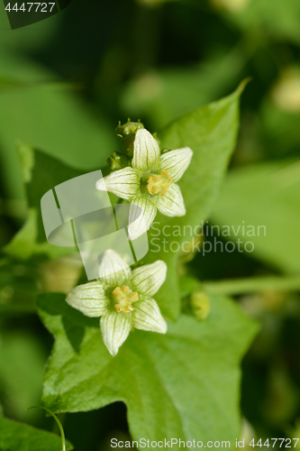 Image of English mandrake