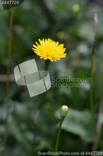 Image of Rough Hawkbit