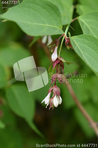 Image of Himalayan honeysuckle