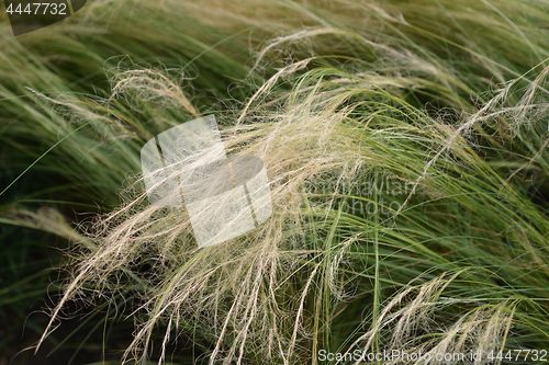 Image of Pony tails grass