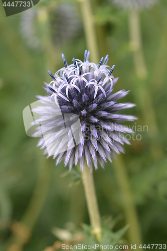 Image of Globe Thistle