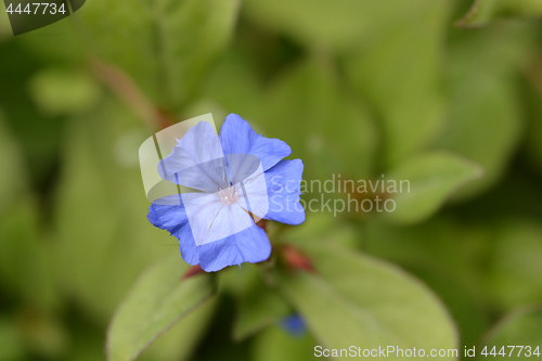 Image of Blue Leadwort