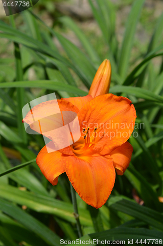 Image of Daylily