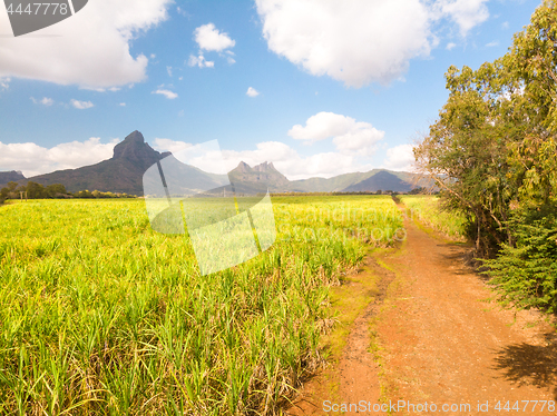 Image of Beautiful bright green landscape of sugarcane fields in front of the black river national park mountains on Mauritius Island.