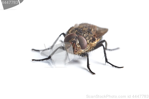 Image of Fly Macro on White