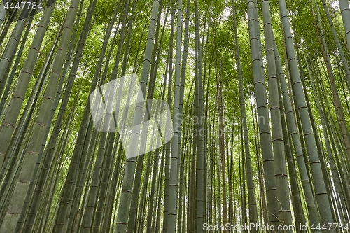 Image of Tall Bamboo Plants