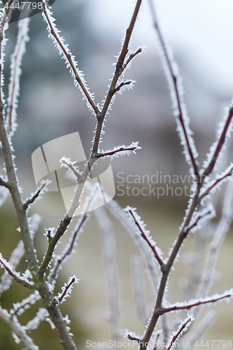 Image of Winter tree branch closeup