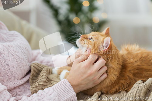 Image of close up of owner stroking red cat in bed at home