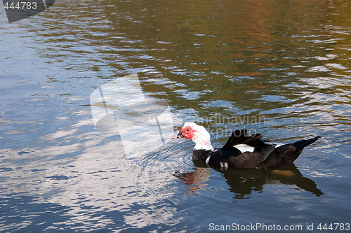 Image of Ugly Duckling