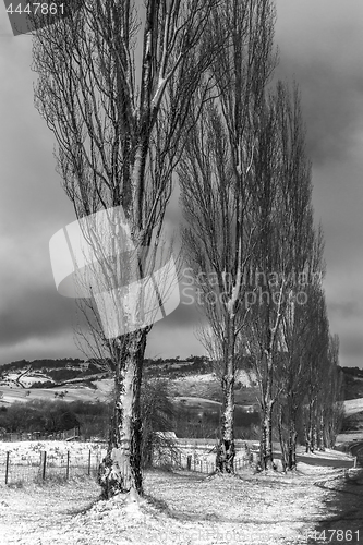 Image of Poplars in Winter Scene