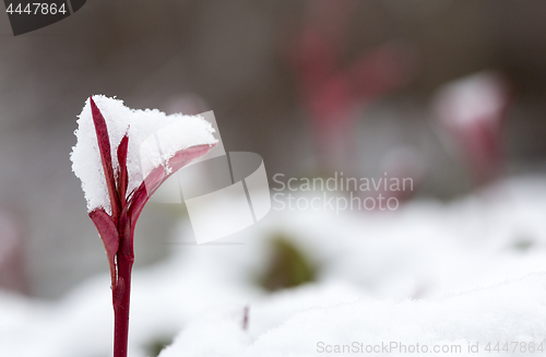 Image of Photinia Red Robin new growth holding fresh snow